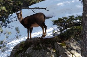 chalet, isard, mohil home, camping, nature, cauterets, pyrenees, vacances, montagne, randonnee, parc national,